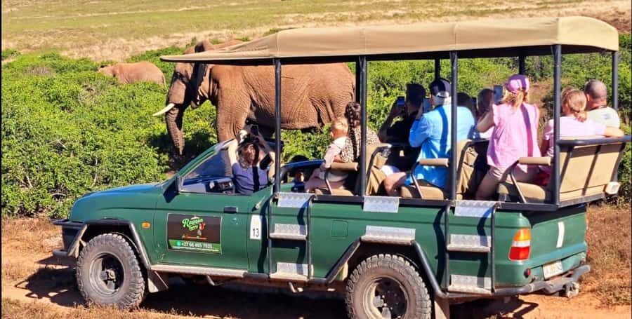 Schotia Safaris: Best Wildlife Encounters in Port Elizabeth - Animal Encounters: Lions, Zebras, Elephants, and Giraffes