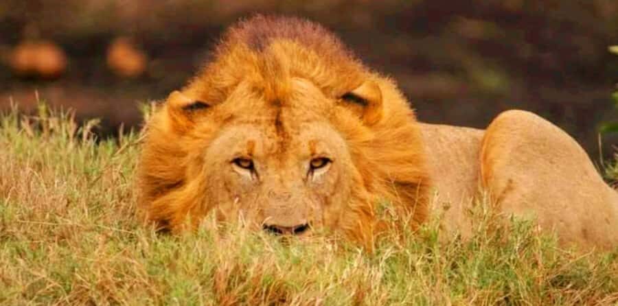 Schotia Safaris: Best Wildlife Encounters in Port Elizabeth - Addo Elephant Focus: A Different Kind of Wildlife Time
