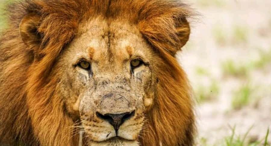 Schotia Safaris: Best Wildlife Encounters in Port Elizabeth - Snacks, Water, and the Reality of a 6-Hour Shore Excursion