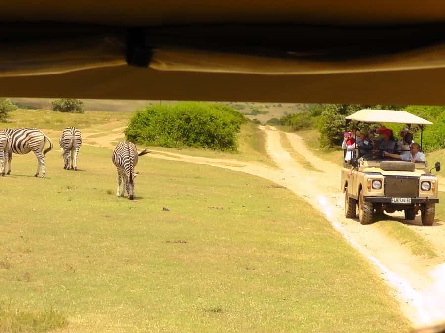 Schotia Safaris: Best Wildlife Encounters in Port Elizabeth - Who This Safari Suits Best (and Who Should Pass)