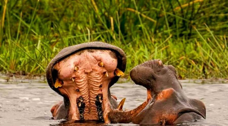 Schotia Safaris: Best Wildlife Encounters in Port Elizabeth - Schotia Private Game Reserve: The 4-Hour Open-Vehicle Game Drive