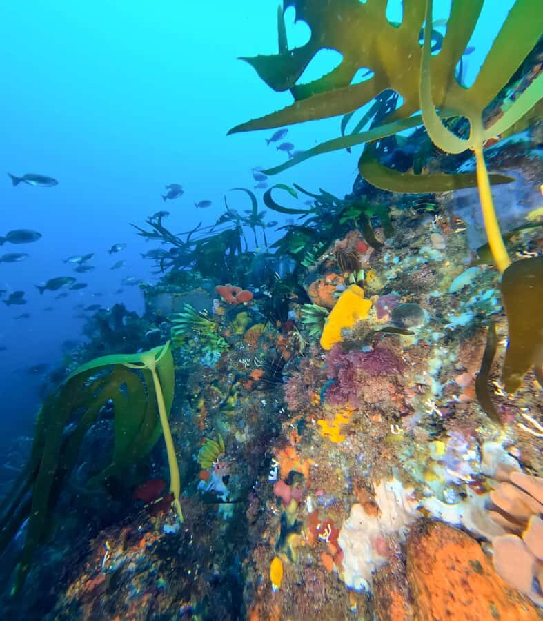 Scuba Dive in Cape Town: 2 Dives for certified divers - Key highlights that matter in real life