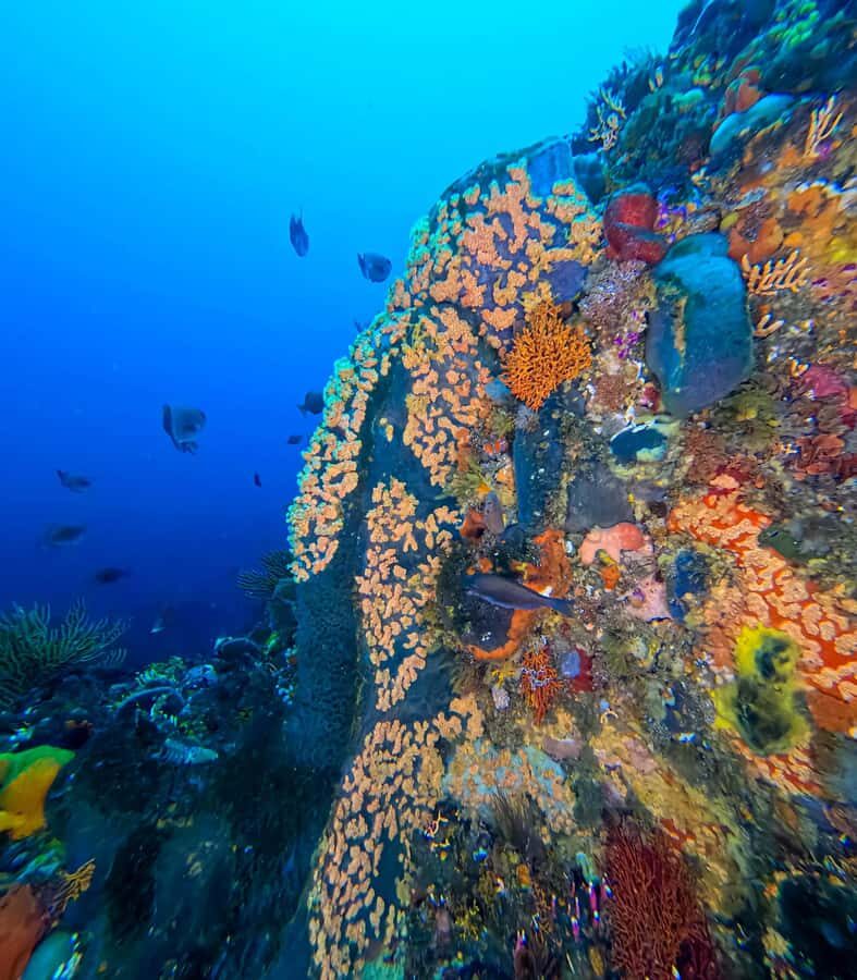 Scuba Dive in Cape Town: 2 Dives for certified divers - Why Simon’s Town fits a 6.5-hour scuba day