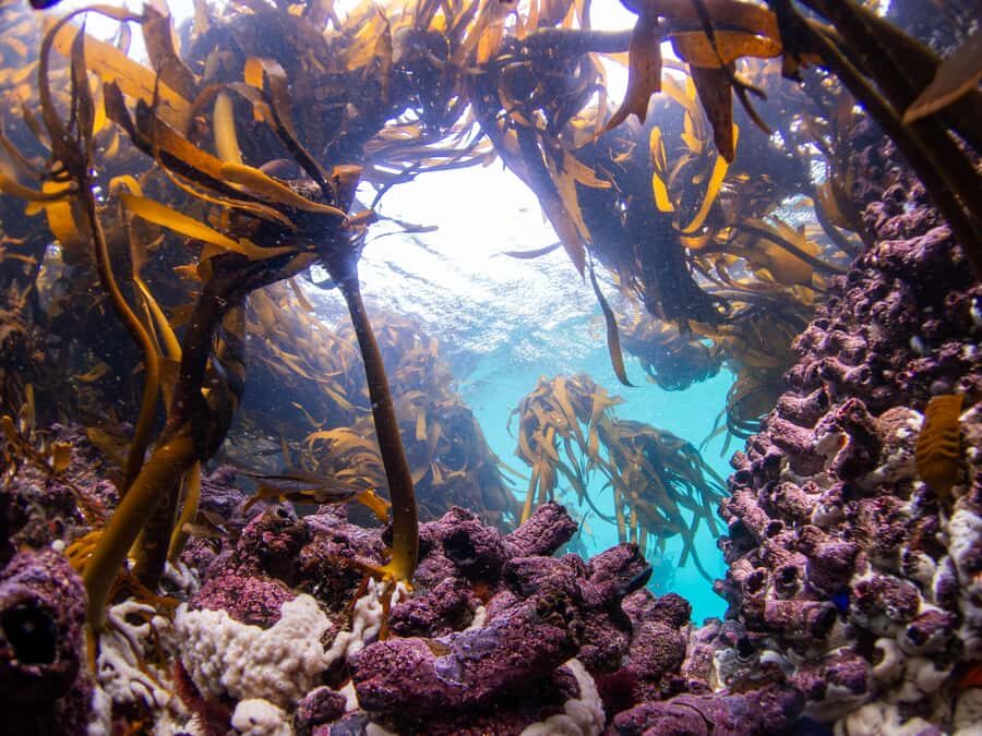 Scuba Dive in Cape Town: 2 Dives for certified divers - Second underwater location: kelp forests and the wildlife people come for