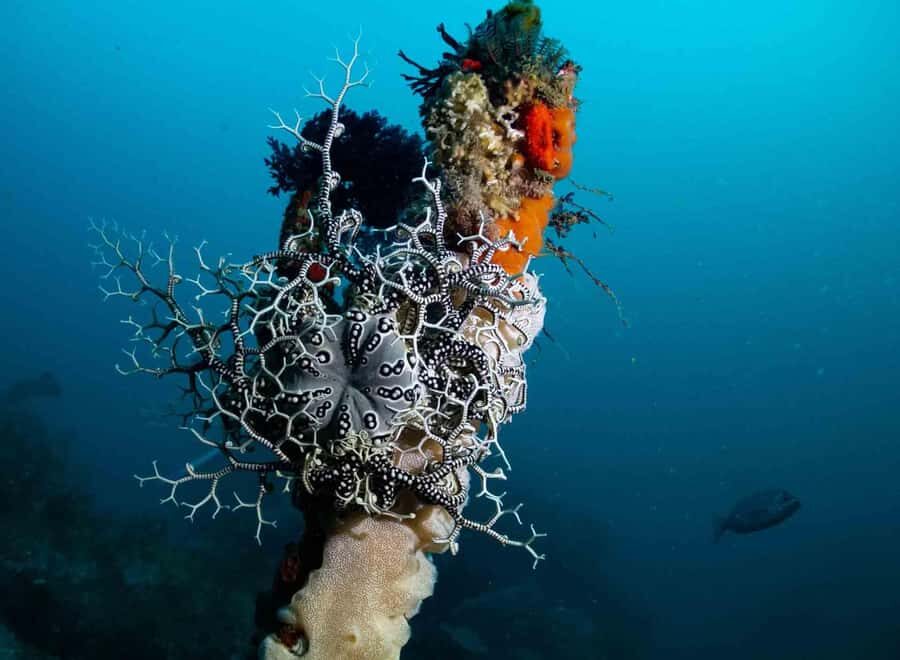 Scuba Dive in Cape Town: 2 Dives for certified divers - After surfacing: hot showers, logbooks, and creature ID