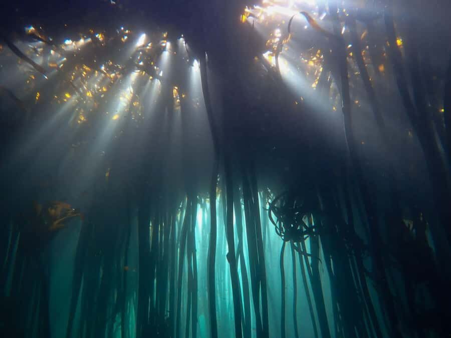 Scuba Dive in Cape Town: 2 Dives for certified divers - The pre-boarding routine at Diveteam: gear, paperwork, and real prep