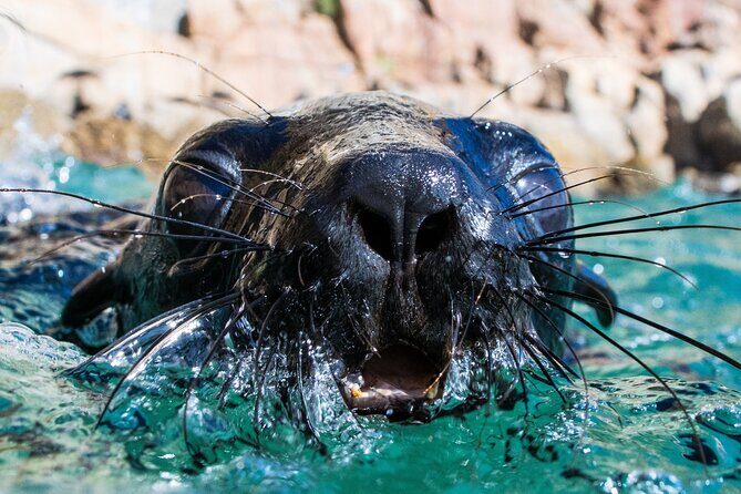 Seal Swimming Activity in Plettenberg Bay - Seal Swimming in Robberg: What Makes This Feel Special