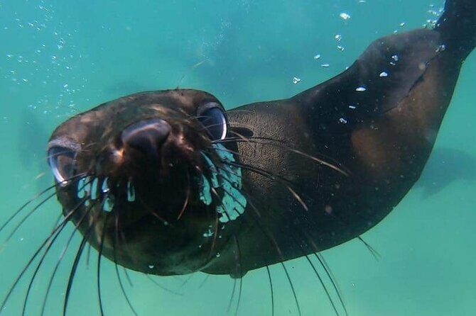 Seal Swimming Activity in Plettenberg Bay - Robberg Nature Reserve and the 6,000+ Seals Factor