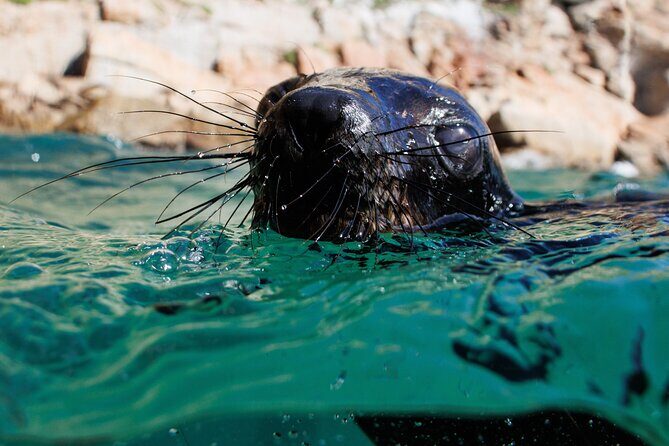 Seal Swimming Activity in Plettenberg Bay - Should You Book Seal Swimming in Plettenberg Bay?