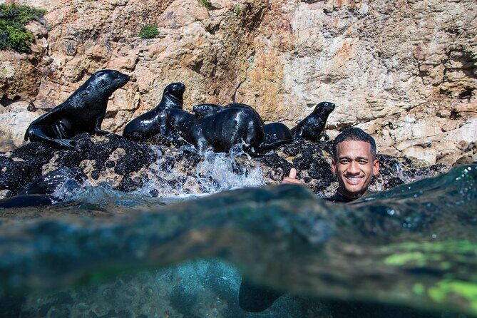 Seal Swimming Activity in Plettenberg Bay - FAQ