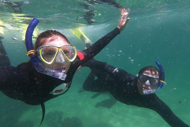 Seal Swimming Activity in Plettenberg Bay - The Swim Itself: Up Close, Guided, and Very Real