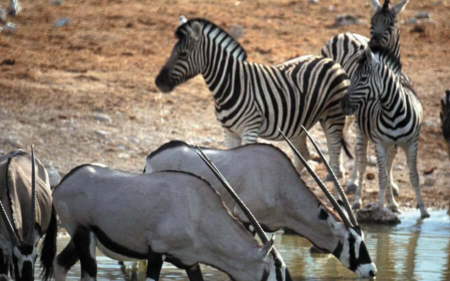Self drive Aquila Safari Game Reserve Sunset Game Drive - Big Five chances: what you’re actually watching for