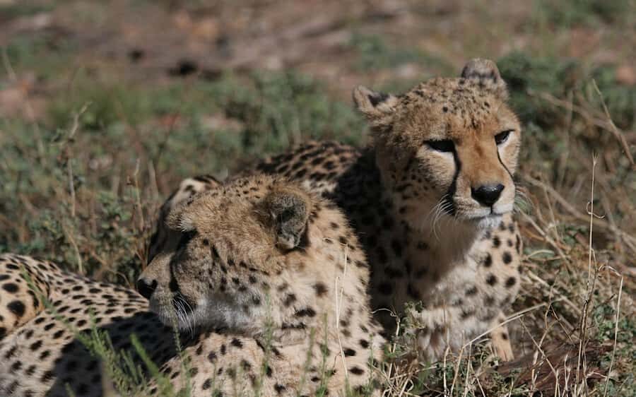 Self drive Aquila Safari Game Reserve Sunset Game Drive - Getting there on your own: meeting time and self-drive reality