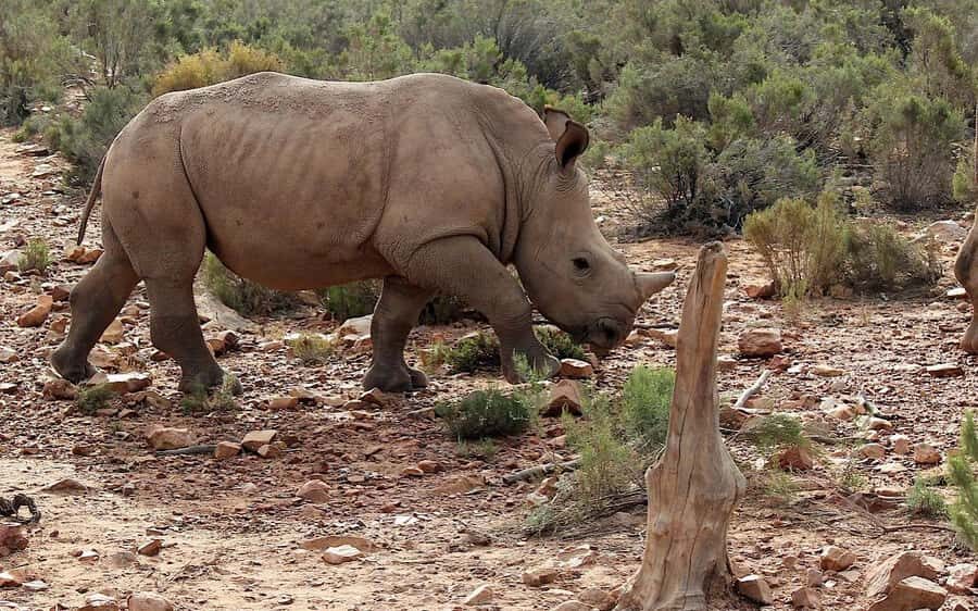 Self drive Aquila Safari Reserve Early Morning Game Drive - Key things to know before you go