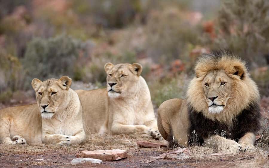 Self drive Aquila Safari Reserve Early Morning Game Drive - Why Aquila Private Game Reserve works for a fast Big Five fix