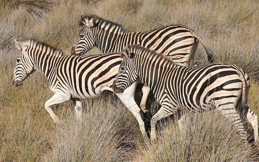 Self drive Aquila Safari Reserve Early Morning Game Drive - The morning safari on an open 4x4: how the drive usually feels