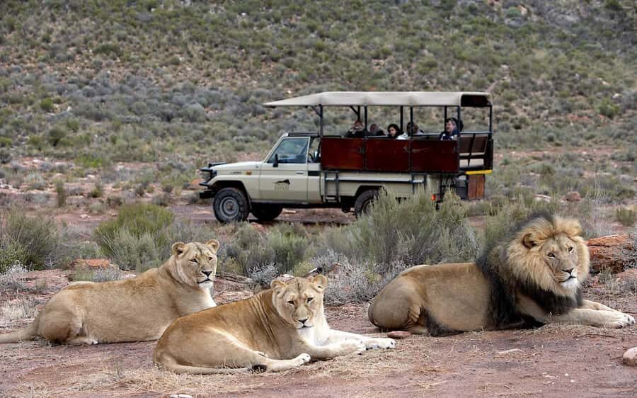 Self drive Aquila Safari Reserve Early Morning Game Drive - Self-drive logistics: arriving by 7:00 am and what to expect at the gate