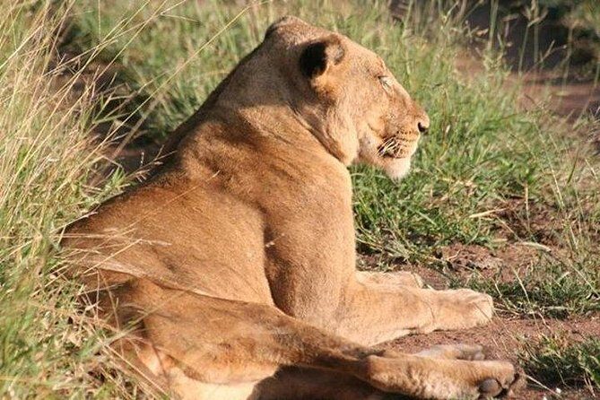 Shared Full Day Guided Safari Tour Visit to Kruger National Park - Weather Gear and Timing: The Two Things That Change Your Day