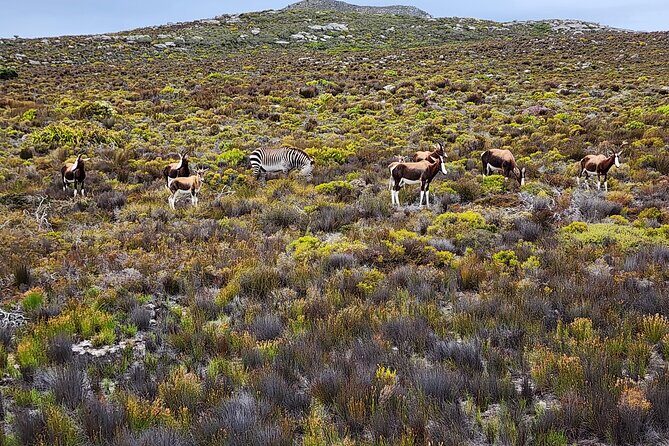 Shared Half Day Tour in Cape Peninsula with African Penguins - Pickup and comfort: the part you’ll feel most