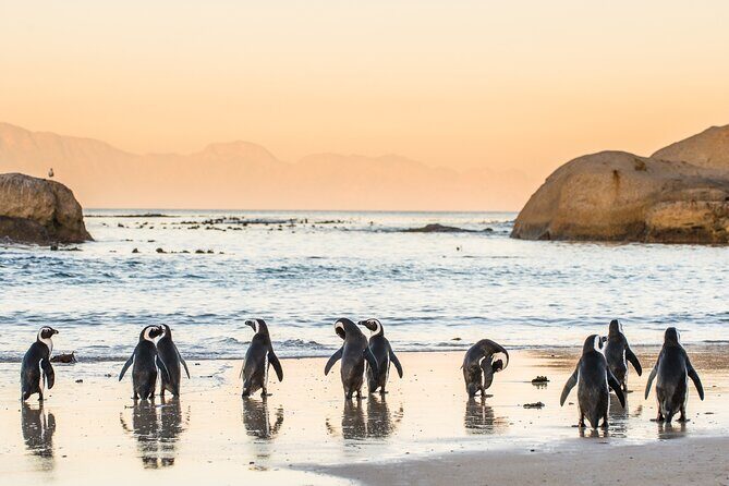 Shared Half Day Tour in Cape Peninsula with African Penguins - Cape of Good Hope: the southwestern-point moment