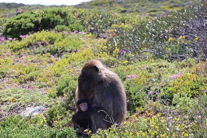 Shared Half Day Tour in Cape Peninsula with African Penguins - Boulders Beach penguins: short time, big moment