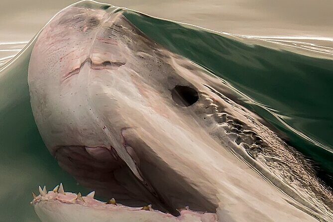 Shark Cage dive in Gansbaai see Bronze & Other, sometimes Great Whites - Why Gansbaai and Shark Alley is the right kind of “wow”