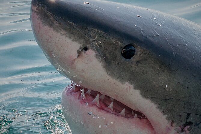 Shark Cage dive in Gansbaai see Bronze & Other, sometimes Great Whites - The day’s schedule: start before your brain wakes up