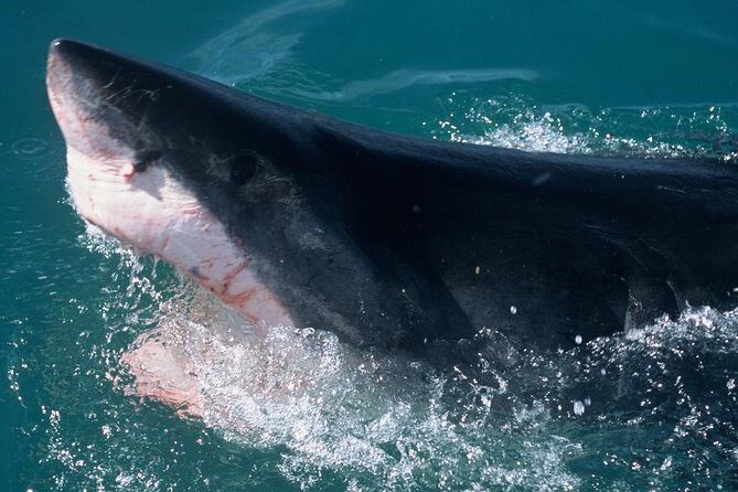 Shark Cage dive in Gansbaai see Bronze & Other, sometimes Great Whites - What you eat matters when you’re doing a long morning