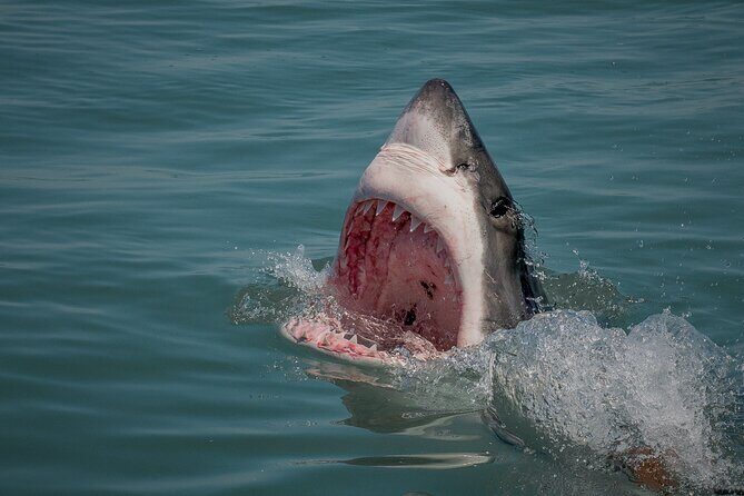 Shark Cage dive in Gansbaai see Bronze & Other, sometimes Great Whites - Price and value: what $242.03 buys you in real life