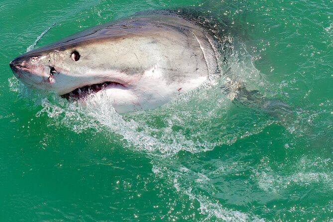 Shark Cage dive in Gansbaai see Bronze & Other, sometimes Great Whites - Shark Alley wildlife: hammerheads, bronze sharks, and the Great White question
