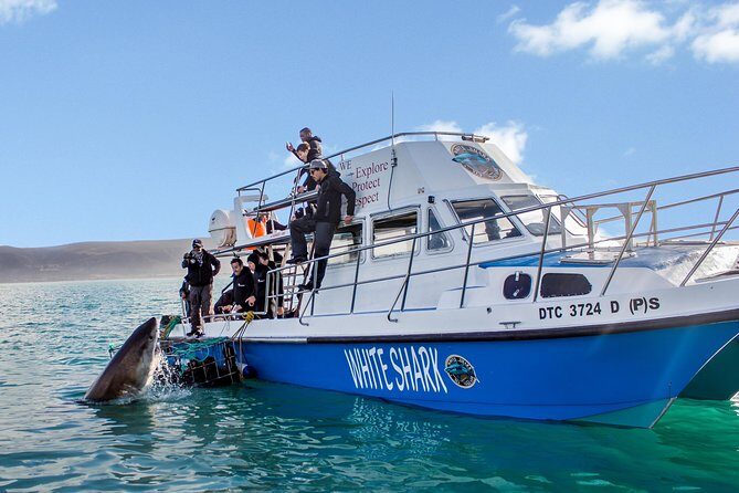 Shark Cage Diving - Adventure Meets Conservation! - Key things to know before you go