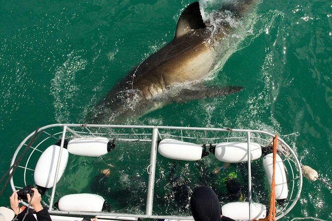 SHARK CAGE DIVING and VIEWING (Incl. transfers from Cape Town) - Cape Town Pickup and the Ride to Gansbaai