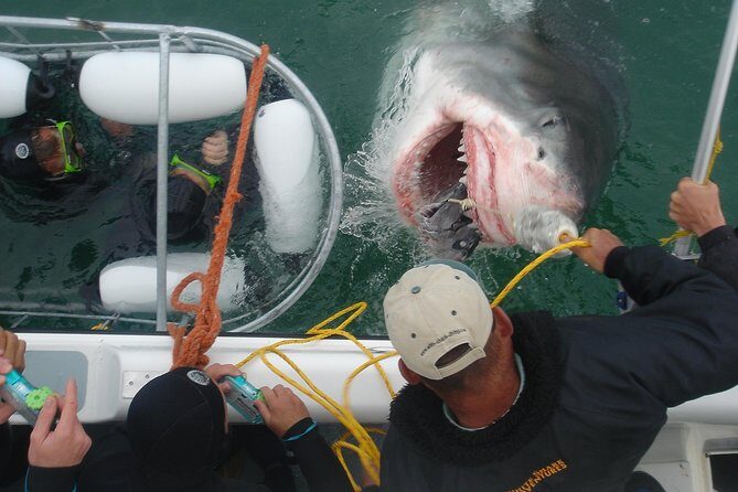 SHARK CAGE DIVING and VIEWING (Incl. transfers from Cape Town) - Breakfast, lockers, and the gear that makes the day easy