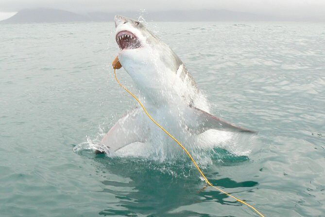 SHARK CAGE DIVING and VIEWING (Incl. transfers from Cape Town) - The catamaran and the round-edge shark cage