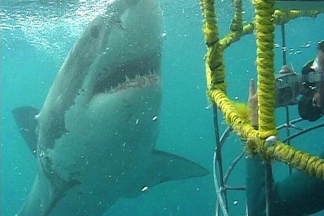 SHARK CAGE DIVING and VIEWING (Self Drive) - Key highlights worth planning around