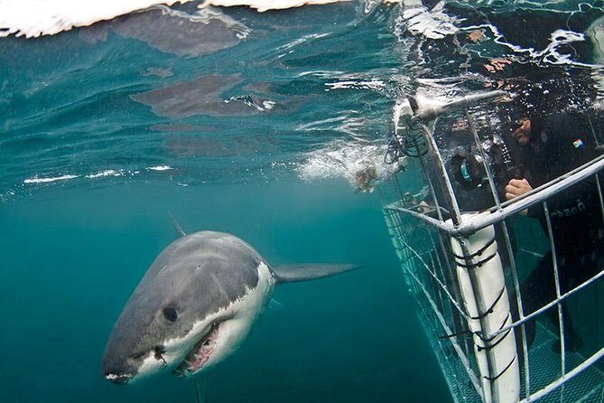 SHARK CAGE DIVING and VIEWING (Self Drive) - Kleinbaai Morning: breakfast, safety checks, then straight to the harbor