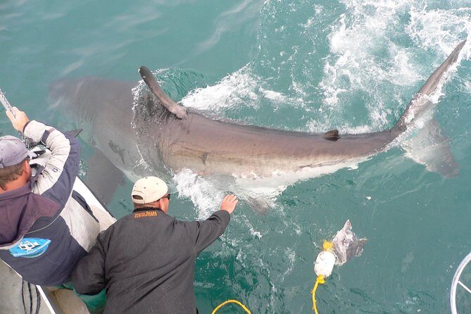 SHARK CAGE DIVING and VIEWING (Self Drive) - Blue Flag sustainability and the value of a serious operator