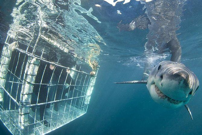SHARK CAGE DIVING and VIEWING (Self Drive) - Logistics for a self-drive day: where to park and what to bring