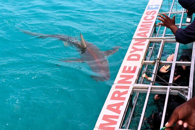 Shark Cage Diving and Viewing with transport from Hermanus - The marine biologist onboard: turning sightings into real identification