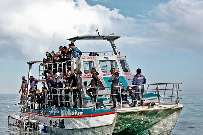 Shark Cage Diving and Viewing with transport from Hermanus - African Penguin and Seabird Sanctuary: a strong pairing with the sea day