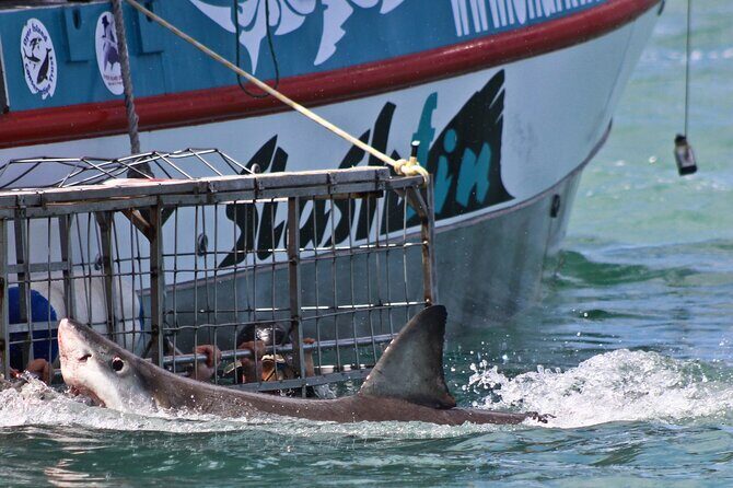 Shark Cage Diving and Viewing with transport from Hermanus - Food and comfort: breakfast at the start, and warm refuel afterward