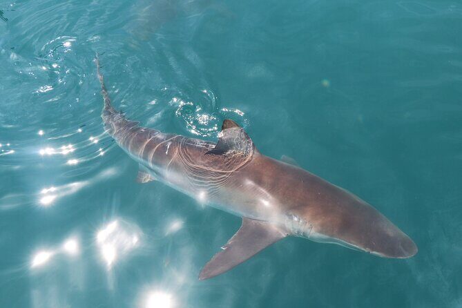Shark Cage Diving and Viewing with transport from Hermanus - Shark Alley and the cage session: what you’re likely to see and how it plays out