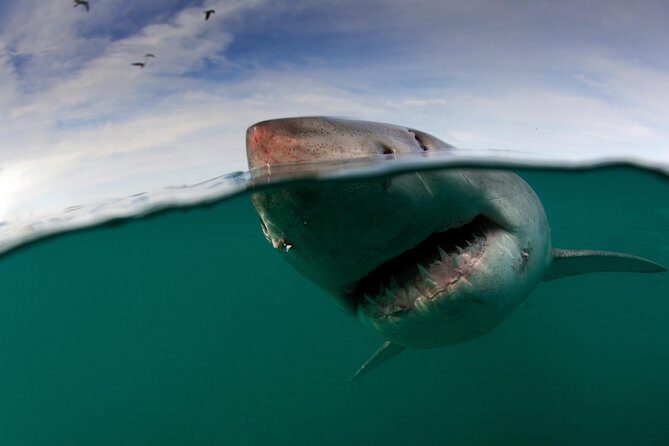 Shark Cage Diving Cape Town - Where you head first: Seal Island, or the Cape Point weather call