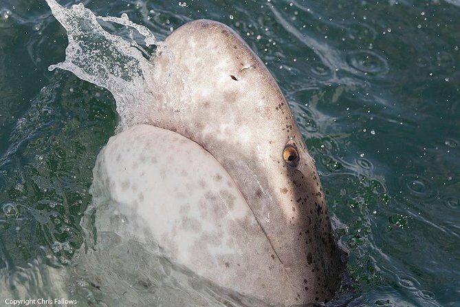 Shark Cage Diving Cape Town - The cage experience: what small groups change about your view