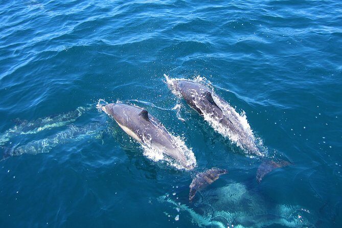 Shark Cage Diving Tour from Cape Town - Cage time vs boat deck: how to choose your comfort level