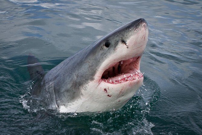 Shark Cage Diving Viewing Only - Key things I’d bet on (before you go)