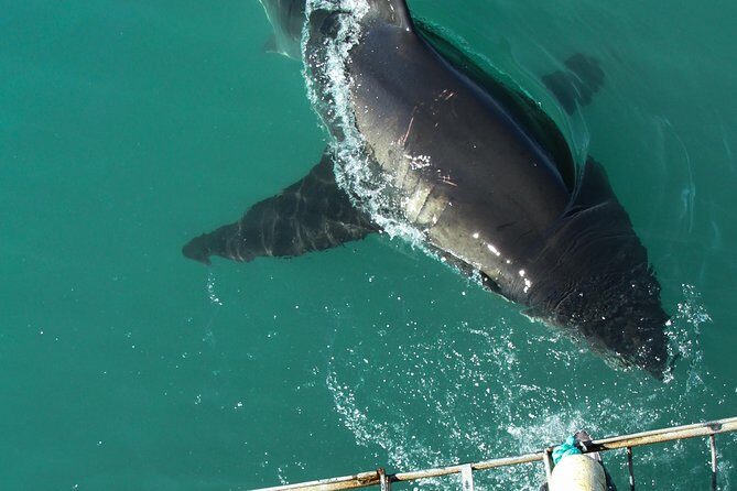 Shark Cage Diving Viewing Only - Gansbaai shark watching from the deck: the real point of this tour