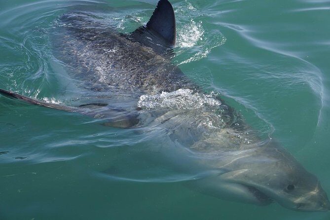 Shark Cage Diving Viewing Only - The 20-minute boat run and how the cage setup works
