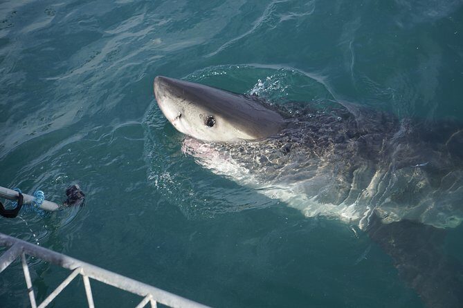 Shark Cage Diving Viewing Only - Group size and the vibe on board: intimate viewing without the crowding