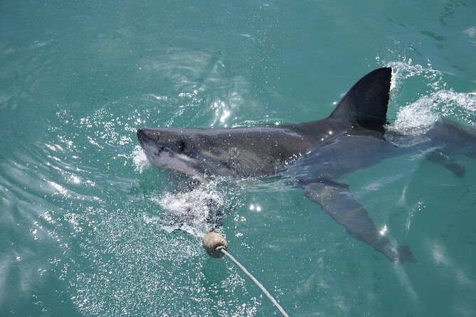 Shark Cage Diving Viewing Only - Practical tips for getting the most out of the viewing deck
